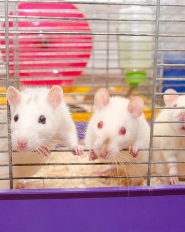rat research insights